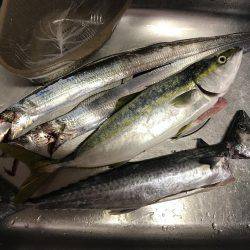 貝塚人工島1本勝負